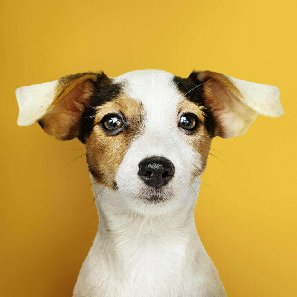 Co si uvědomit při koupi psa Co zvážit při koupi psa